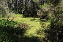 Salvinia at Warriewood Wetlands