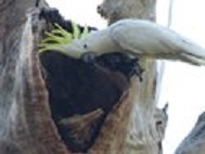 Cockatoo in a tree hollow