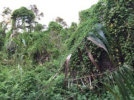 Dense weed, Dee Why Lagoon