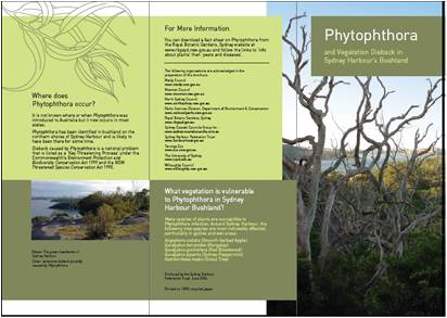Phytophthora