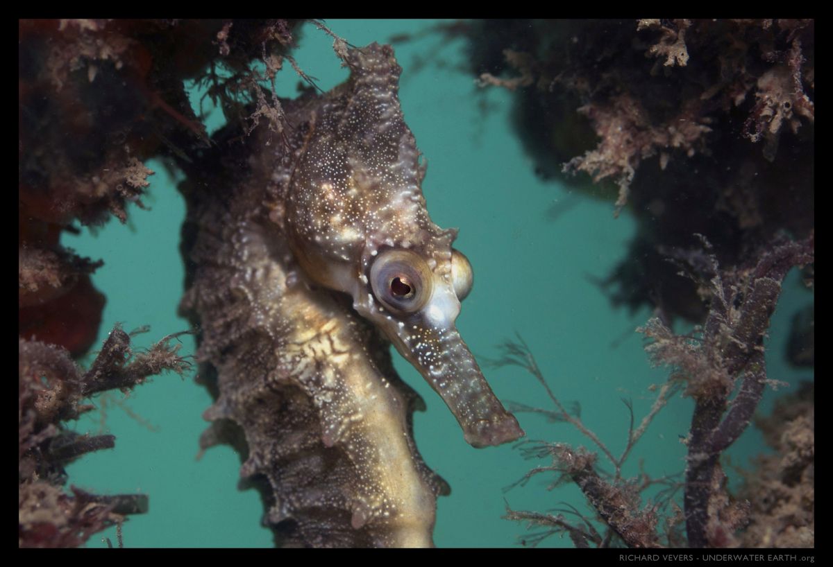 Underwater Sydney