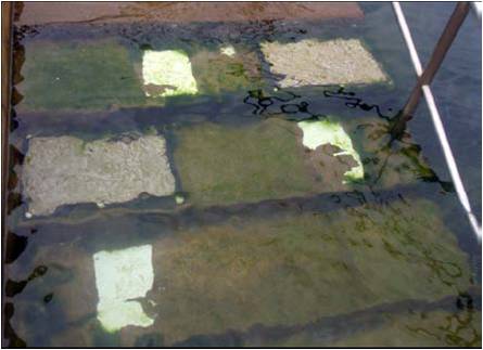Algae samples