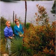 Eastlakes wetlands