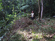 Weed control, Lane Cove