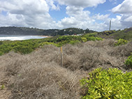 Asparagus fern post-treatment, Palm Beach