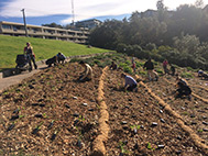 National Tree Planting Day, Waverley