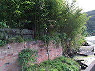 Bamboo damaging embankments, Woronora R.