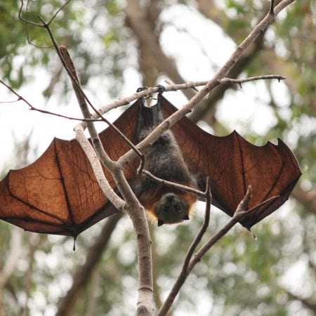 Data Collection on Flying-Fox Heat Stress - Sydney Coastal Councils