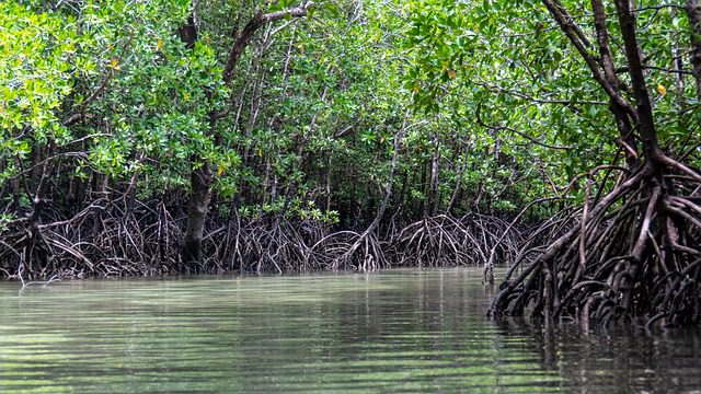 mangroves (c) Image by kmarius from Pixabay
